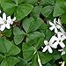 Oxalis Regnellii 