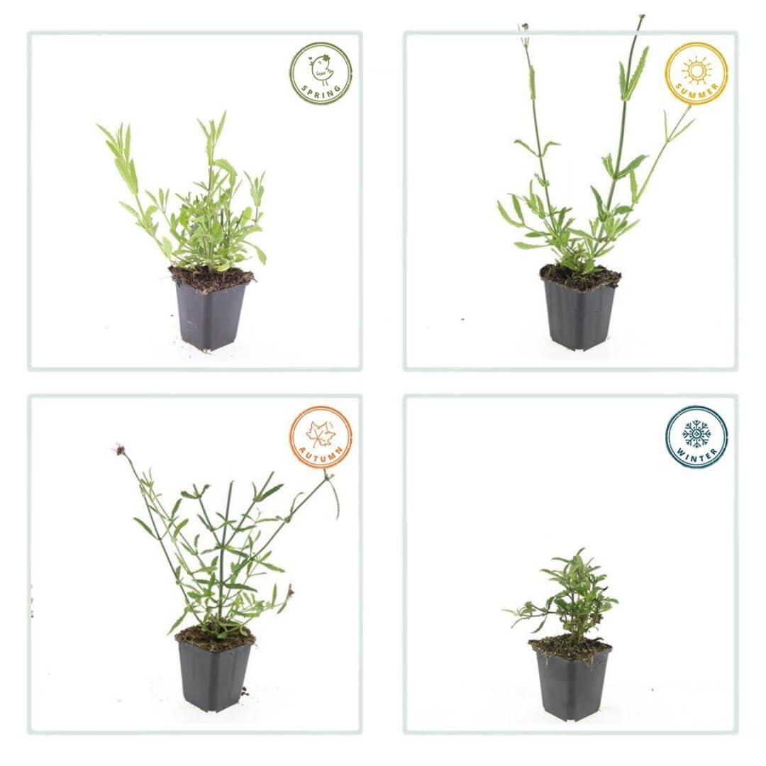 Plants by Frank | 6 Eisenkraut Pflanzen | Verbena bonariensis | Stauden | Winterhart Mehrjährig | Blauviolette Blütenfarbe | Sommergrün | Gartenpflanzen