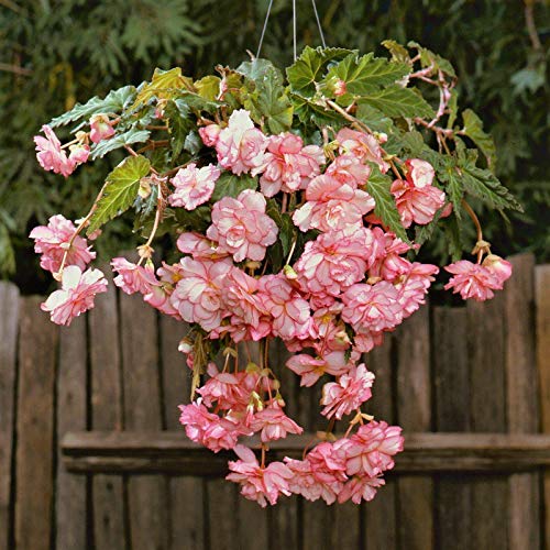 FernsFly® IMP. Begonia | Begoniaceae Flower Perennial Flowering Plant Aromatic Flower Bulbs Home Outdoor Gardening Bulbs Blooming planting (Pack Of 1 Begonia Hanging Basket Princess Picotee (B08WC7G39P) Amazon Price History, Amazon Price Tracker