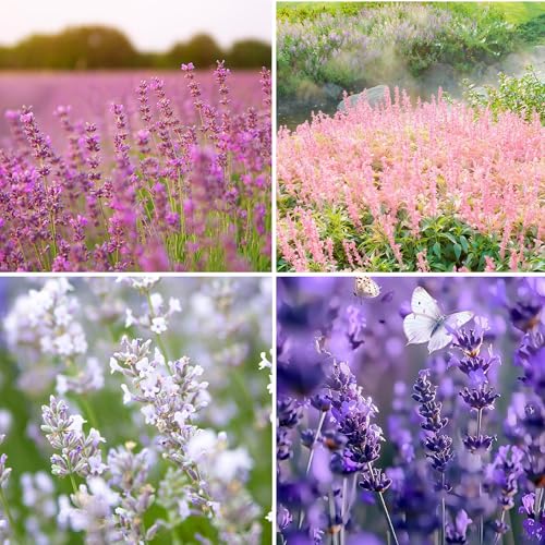 Mixrug 500pcs Mixed Lavender Seeds for Planting, Non-GMO Heirloom Lavender Perennial Flower Seeds Plants, Open Pollinated Beauty Home Garden Flowers in Outdoors Indoors