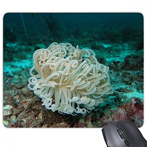 I[VCgO[̃NQ̉Ȋw͎R̎ʐ^ `̃mXbvSpbh̃Q[}EXpbhv[g