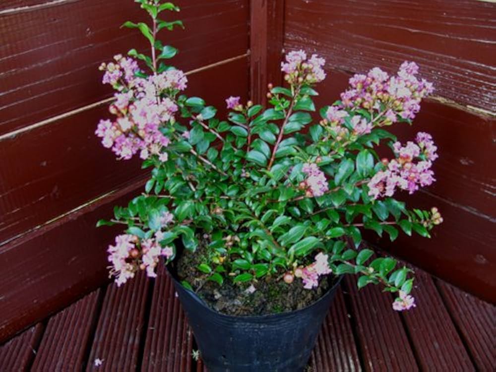 ❤️ さるすべりー様❤️ Amazon | 矮性サルスベリ“チカソー” ～ | 植木