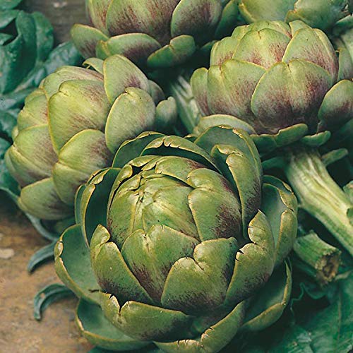 GREEN ARTICHOKE GLOBE SEEDS (AVG 10-20) SEEDS X 1 PACKET