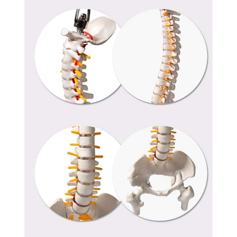 Modello Educativo Modello Flessibile Di Colonna Vertebrale Della Colonna Vertebrale Umana Con Bacino, Teste Del Femore, Disco Lombare, Osso Sacro Aperto, Modello Di Osso Occipitale, Ecc., 45 Cm/17,7"