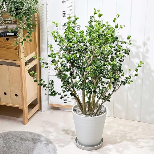 PLANCHU 観葉植物 フィカス ベンジャミン バロック 8号鉢 受け皿付き 育て方説明書付き Ficus benjamina ‘Barok’ PVP 幸運を呼ぶ木 ゴムノキ ゴムの木