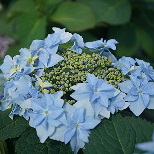 Tuff Stuff™ Ah-Ha Mountain Hydrangea Bush - Rebloomer - 4" Pot - Proven Winners #TOP2
