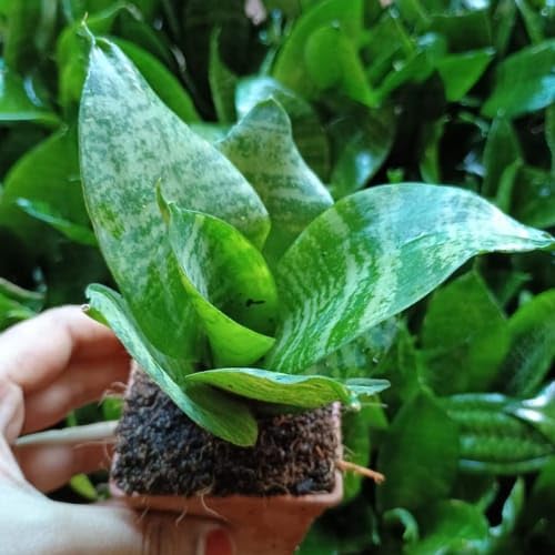 Reelzone Green Snake Plant with black Pot (B0D96HR9PT) Amazon Price History, Amazon Price Tracker