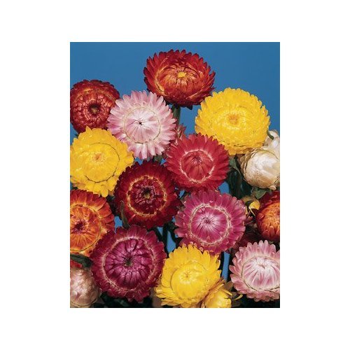 PREMIER SEEDS DIRECT - Helichrysum Seeds - Straw Flower - Tom Thumb Mix (25,000 Seeds) โ image 1