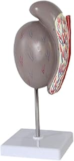 Study Model Human Testis Anay Model,Male Reproductive Organs Anaical Model for Medical Study Education Teaching Aids Demonstration Science Lab Equipment SaiFei