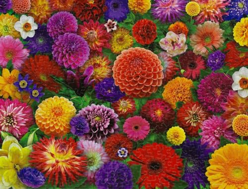 Rompecabezas de flores Springbok Blooming Every Daisy de 500 piezas para adultos | Rompecabezas floral con piezas únicas, fabricado en EE.UU., materiales ecológicos, incluye póster miniatura 5