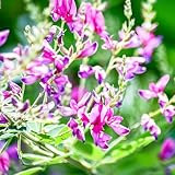 ＩＴＡＮＳＥ 宮城野萩 (ミヤギノハギ) 6号 2個セット 花木苗 学名： Lespedeza thunbergii マメ科 ハギ属 別名： 夏萩 (ナツハギ) 秋の茶花としても親しまれている風流な花木です。鮮やかな濃ピンクの花色が特徴 花つきがよい 開花期には枝が地面に付くほど垂れ下がります 刈り込んでも枝を1m以上伸ばすほど生育旺盛 密集した枝、こまやかな花が風に揺れる姿は趣があり