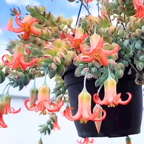 Cotyledon Pendens Live Plant, Rare Trailing Succulent in 2' Pot,...