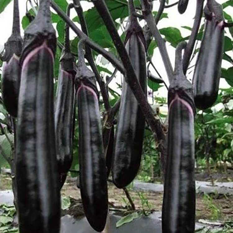 LIVE GREEN 10Gm Black Long Brinjal Seeds F1 Hybrid Vegetable, (LNGBRINJAL2) (B09RPFRQNJ) Amazon Price History, Amazon Price Tracker