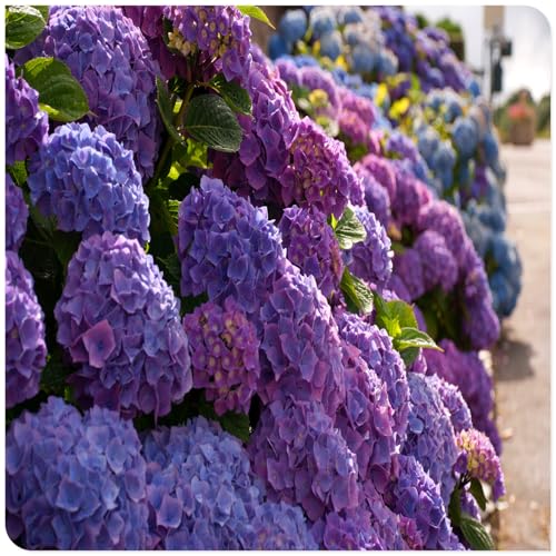 Los bulbos de hortensias de colores mixtos son resistentes al calor y fáciles de cultivar para jardines interiores y exteriores-1bulbo-E