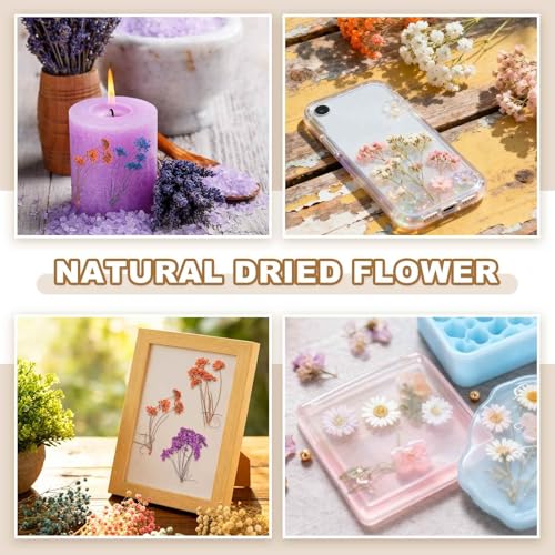 Flores Secas Naturales Prensadas para Manualidades 12 Pzs miniatura 6