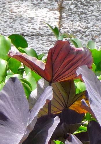 glücksfeder panaschiert Glücksfeder - Zamioculcas Ø:14 H:50 cm - Pflanzen sicher zu dir nach Hause main image 1