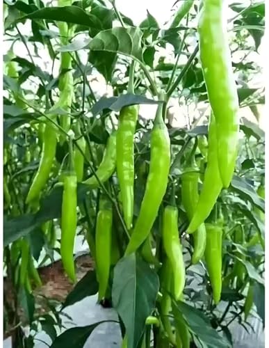 Image of Green Chilli Seeds 100 Seeds with Free 20 Marigold Seeds