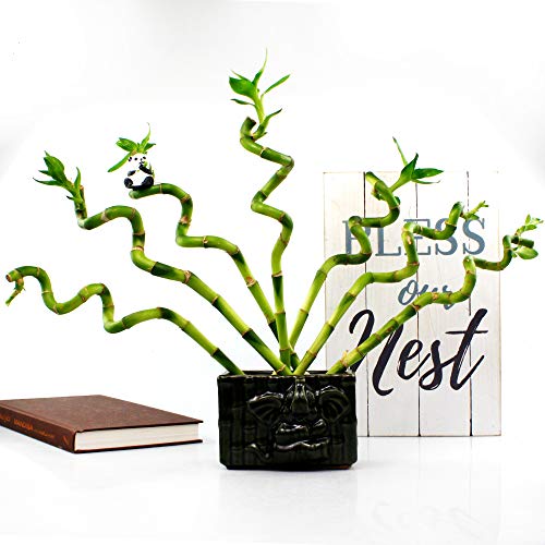 Live Lucky Bamboo 8Inch Spiral Bamboo Bundle of 10 Stalks Live