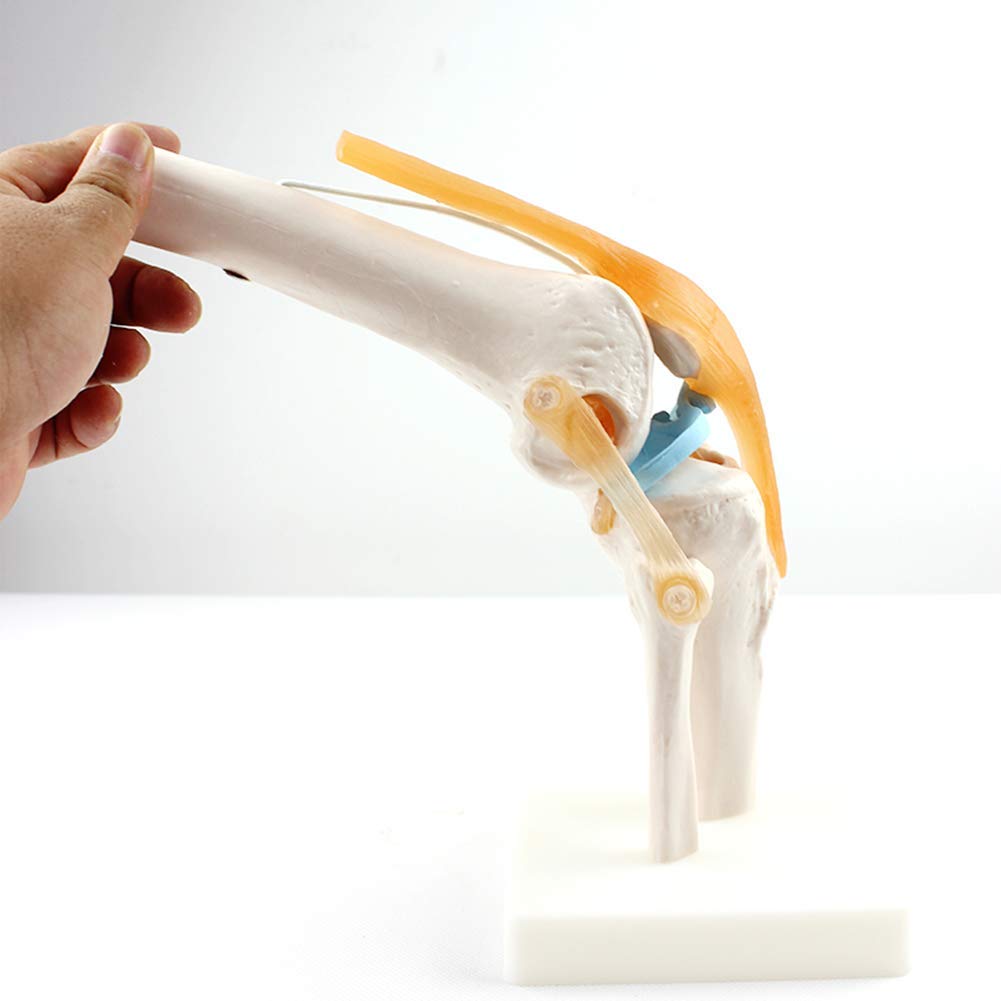 Mensch Kniegelenk Modell 1: 1 Orthopädische Knie Skelett Modell Arzt-Patient Kommunikation Skelettunterricht