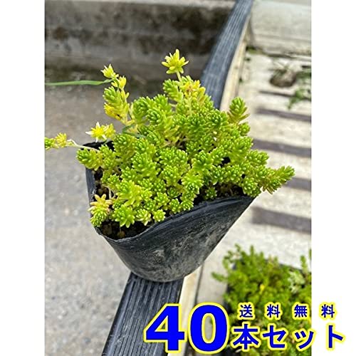 完売　　森で完全野生化！【朧月＊森村万年草】インドの可愛い鉢植え＊大小セットで！ Amazon.co.jp: 【40本 セット】 セダム モリムラマンネングサ (多肉