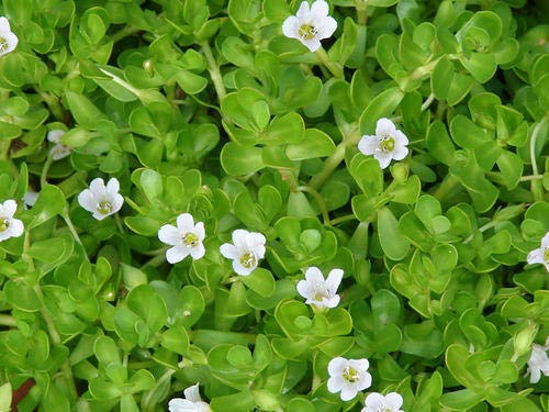 Herbs & Shrubs Bacopa Monnieri Sapling Plant (B07W6GPBX5) Amazon Price History, Amazon Price Tracker