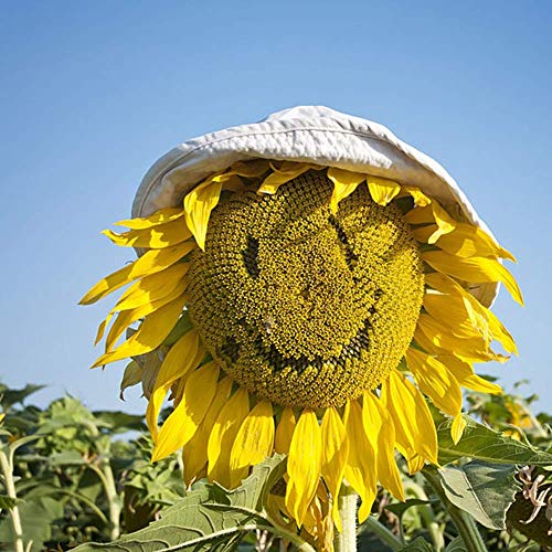 Ensoleillé sourire tournesol fleur graines 15 + Helianthus annuus graines non-OGM en vrac pour la maison jardin jardin extérieur plantation ferme Cover