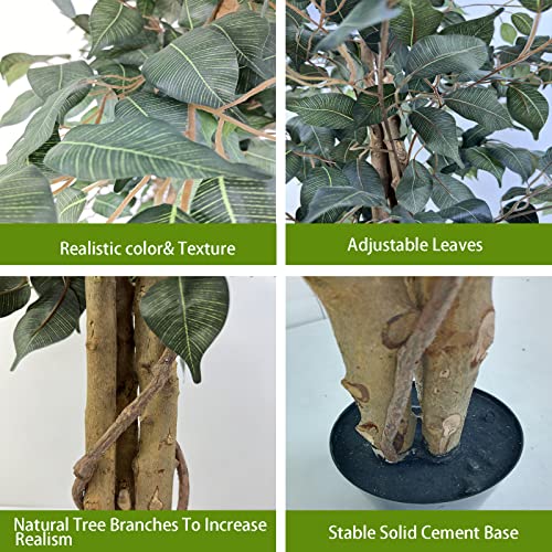 Comparativas de Ficus benjamina disponible en línea. 15 Imagen adicional