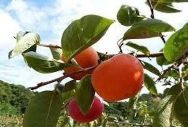 最高級、甘柿の苗木と、季節の種苗セット＋選べる粗品をプレゼント。 最高級、甘柿の苗木と、季節の種苗セット+選べる粗をプレゼント。