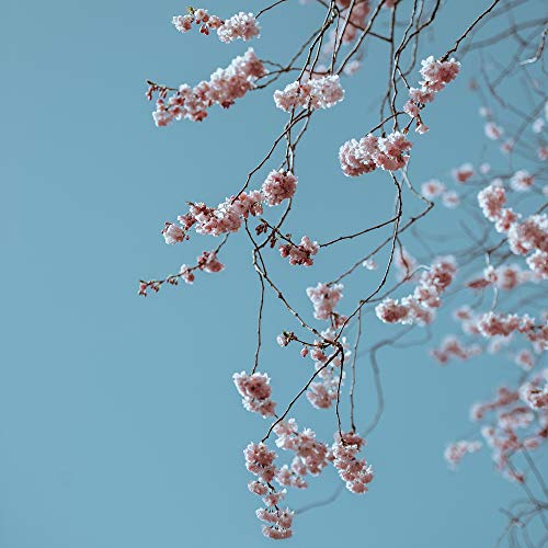 Village-Candle-Cherry-Blossom-26-oz-Glass-Jar-Scented-Candle-Large Village Candle Cherry Blossom 26 oz Glass Jar Scented Candle Large