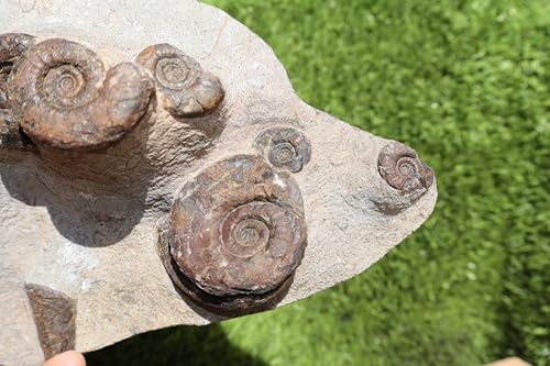 Image of Natural Platyclymenia & Gonitites & Orthoceras Plate ammonites Fossil Moroccan Fossil A115