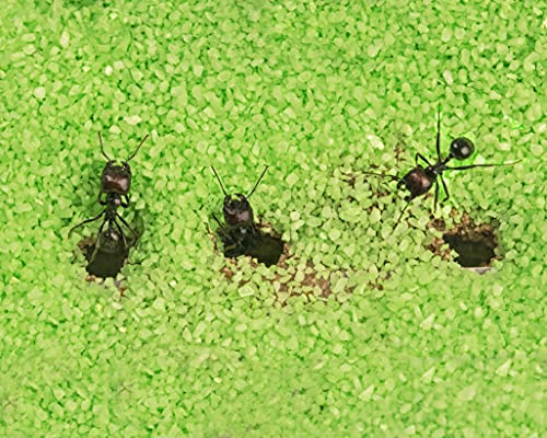 AntHouse - Natural sand ant farm - Acrylic T Kit 15x15x1-5cm - Image 6