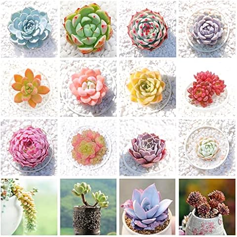 800pcs Mix Rare Succulent Seeds for Planting, DIY Bonsai Ornamental Plant, Non-GMO Open Pollinated Seeds Succulent Plant Seeds Cover