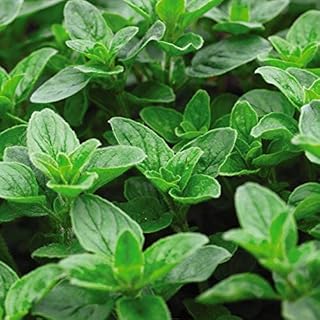 Oregano Seeds Hardy Perennial Herb Garden Plants Grow Your Own Wild Marjoram 1 Packet of Seeds by Thompson & Morgan