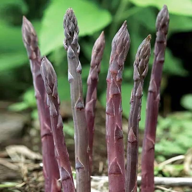 5 Purple Asparagus Crown Asparagus Roots, Purple Vegetable 2 Year Roots Very Easy to Plants