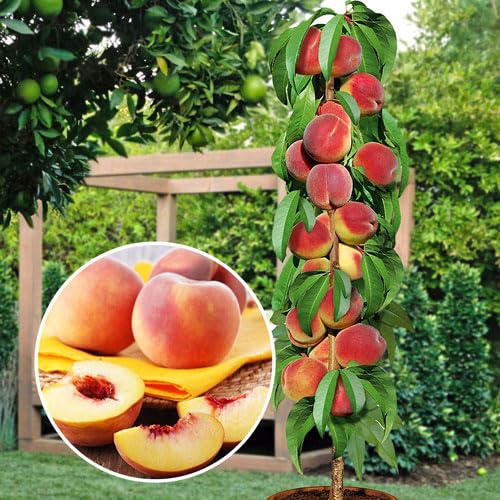Pfirsichbaum- Säulenobstbäume - 80/90 cm hoch - Ideal für Balkon Terrasse Kleiner Garten - Platzsparende Säulen - Geeignet in Töpfen und Freiland - winterhart