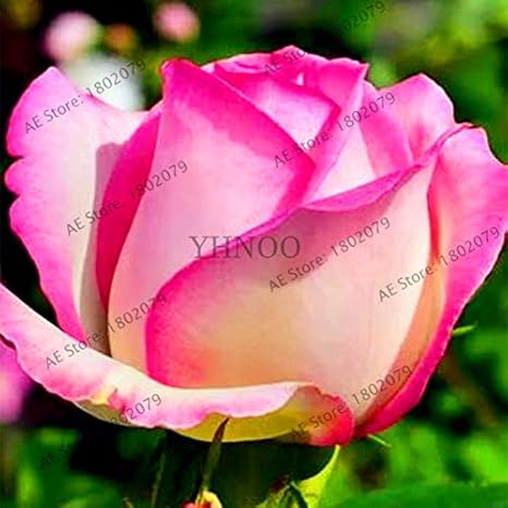 Amazon 5pcs混合色珍しいバラ植物庭園虹 黒 青バラのフロスリングのための盆栽植物花plantas 4 観葉植物 オンライン通販