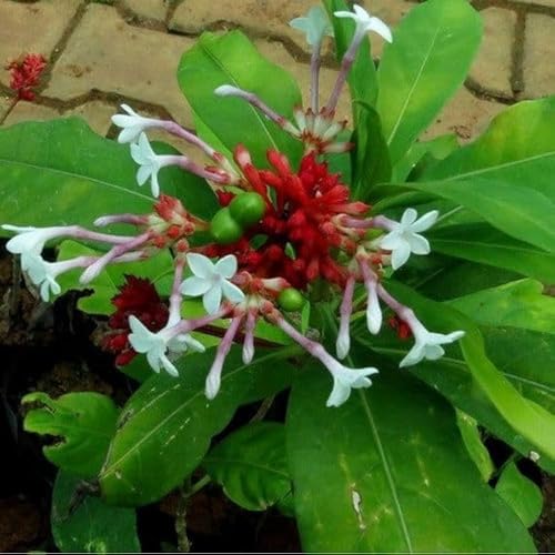 Image of Sarpagandha Live Plant, Rauwolfia Serpentina, Medicinal Herb, Green, 1 Count, Ornamental Plant with Orange-Red Flowers || WITH POT