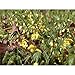 Produktbild Epimedium colchicum ssp. colchicum - Schwarzmeer-Elfenblume - 9cm Topf