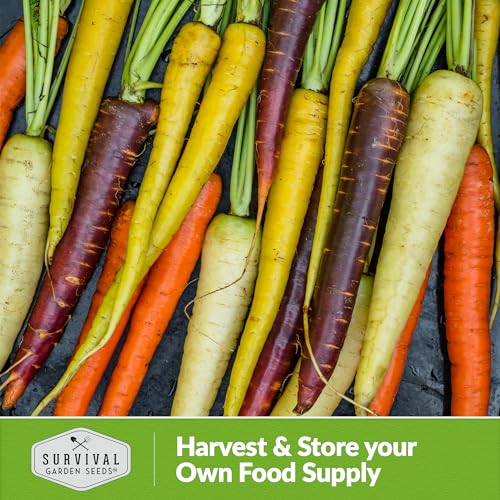 Rainbow Carrot Seeds for Planting – Survival Garden Seeds (1 Pack) - Image 5