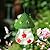 Hummingbird Feeder, Leak-Proof Hummingbirds Feeders for Outdoors Hanging, Bird Feeder for Garden Birds Watching Patio Decoration & Gift - Cute Green Mushroom Shape
