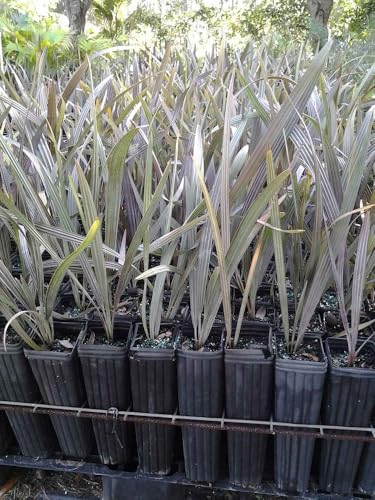 Bismarckia Nobilis Silver Bismarck Palm - Striking Silvery Blue Tropical Ornamental Outdoor Palm Low Maintenance Drought Tolerant Live Plant Ideal for Landscapes & Gardens (1g Pot, 1-2ft)
