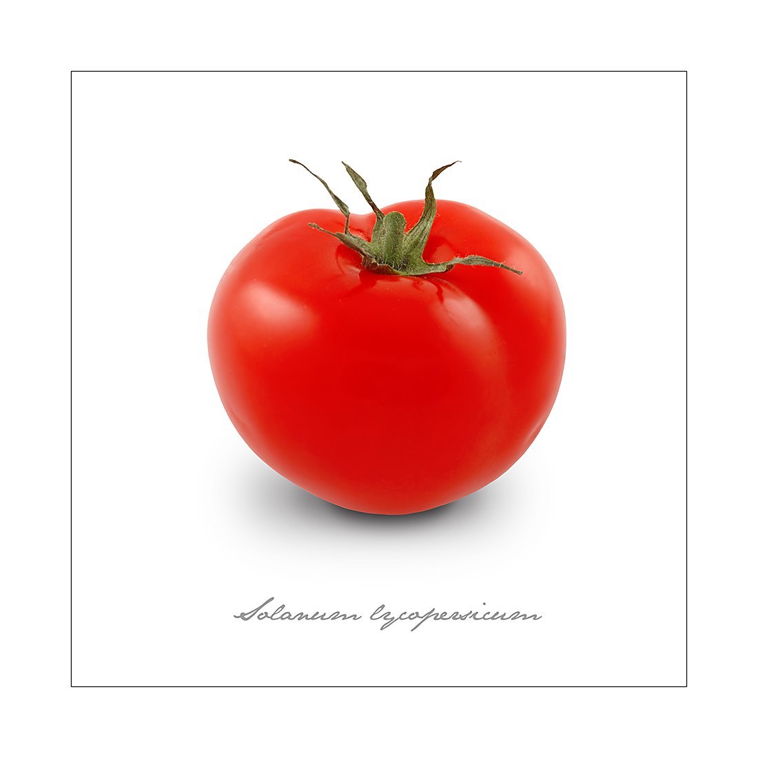 Toile Tomate Pro Art 50x50 cm au rendu artistique haut de gamme