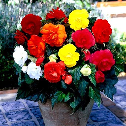 Audbhidhi Begonia Plant Live Flower Bulbs For Home Garden pack of 1 Bulbs (B0BTC86TFN) Amazon Price History, Amazon Price Tracker