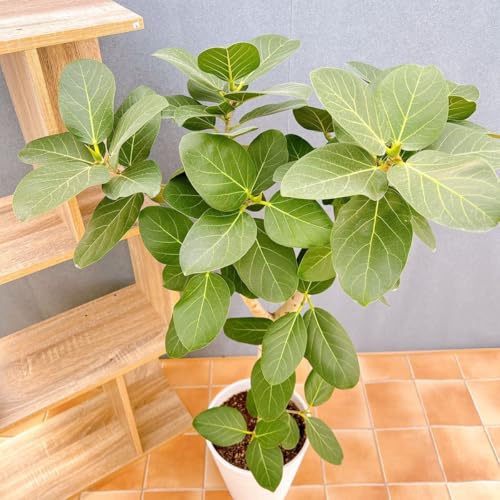 フィカス ゴムの木 ベンガレンシス 33番 曲り インテリアグリーン 室内 ドライガーデン 観葉植物