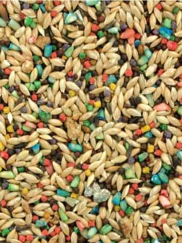 Miniatura 2 de Mezcla de alimentos para aves canarias  Nutricionalmente completa  Granos y semillas de primera calidad  Bolsa de 25 libras (25 libras)