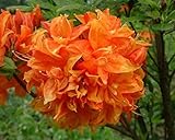 Gibraltar Orange Deciduous Azalea - Live Plant - Quart Pot