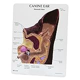 GPI Anatomicals W47850 Hund Ohrmodell