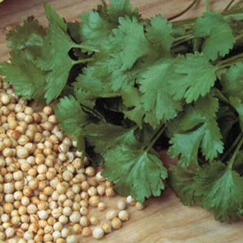 Herb Seeds - Coriander Cilantro - 1000 Seeds by Wafer
