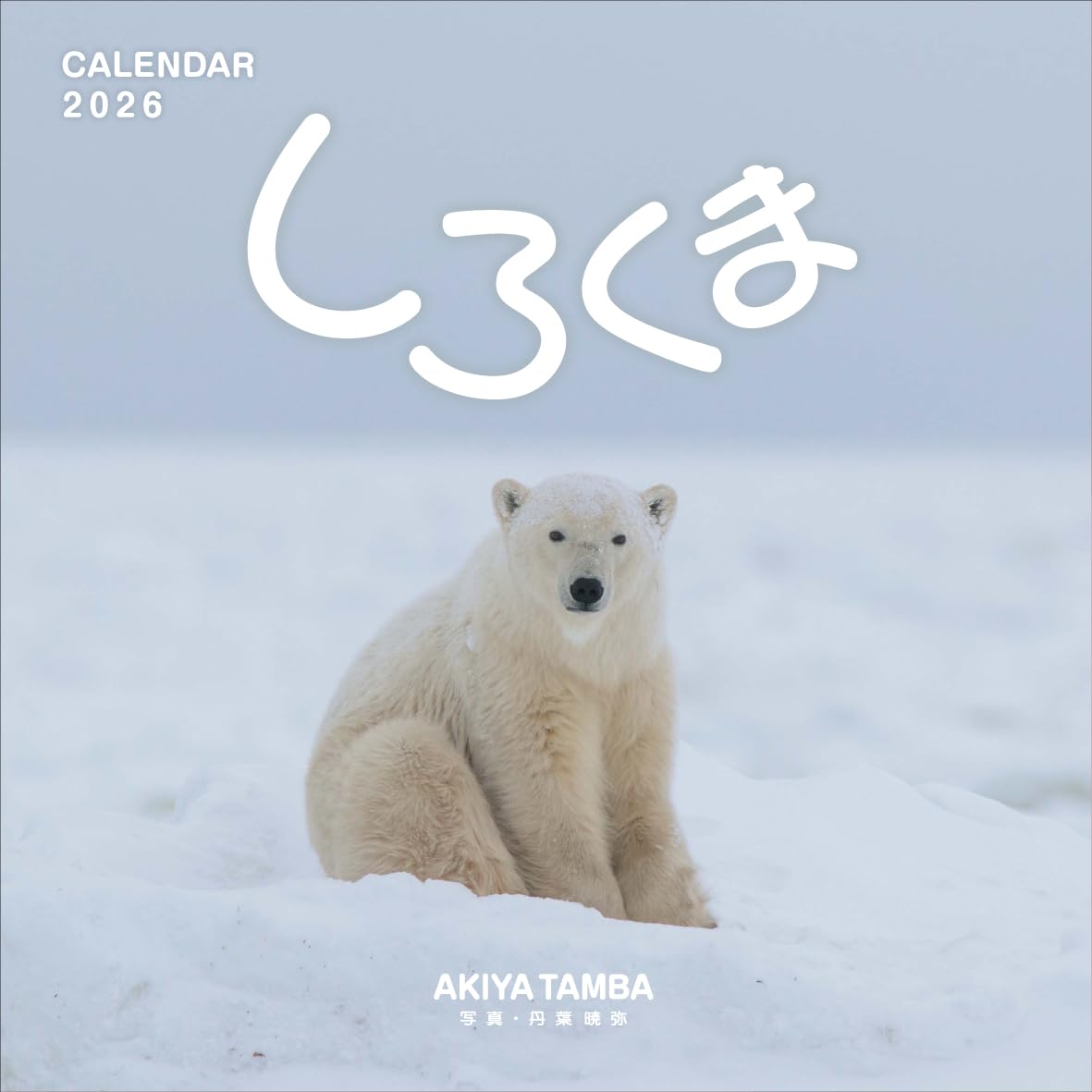 しろくま16 Amazon | 「しろくま」 丹葉暁弥 2026年＜壁掛け＞カレンダー