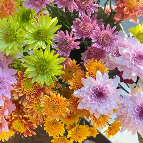 100pcs Chrysanthemum Seeds Beginner-Friendly Non-GMO Flower Seeds for Planting in Garden Beds Containers & Landscaping Long-Lasting Autumn Blooms